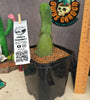 Trichocereus bridgesii mostrosa