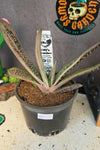 Gasteria ‘Lil Warty’