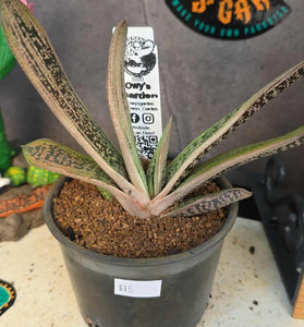 Gasteria ‘Lil Warty’