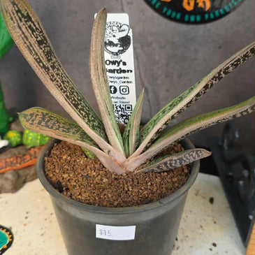 Gasteria ‘Lil Warty’