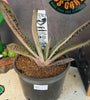 Gasteria ‘Lil Warty’