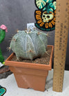 Astrophytum ornartum (Plant 2)
