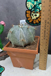 Astrophytum ornartum (Plant 2)