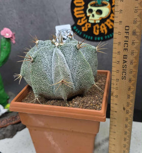 Astrophytum ornartum (Plant 2)