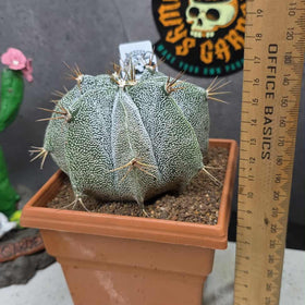 Astrophytum ornartum (Plant 2)