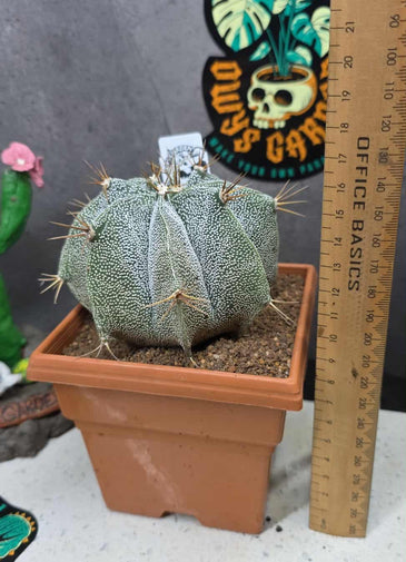 Astrophytum ornartum (Plant 2)