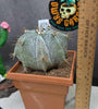 Astrophytum ornartum (Plant 2)