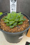 Haworthia sp. Hybrid 02
