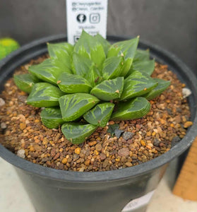 Haworthia sp. Hybrid 02