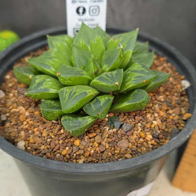 Haworthia sp. Hybrid 02