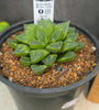 Haworthia sp. Hybrid 02