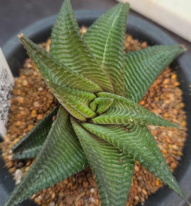 Haworthia limifolia (variegated revert)