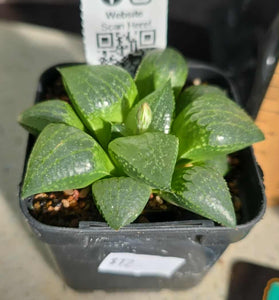 Haworthia sp. Hybrid 05