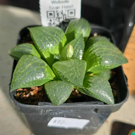 Haworthia sp. Hybrid 05