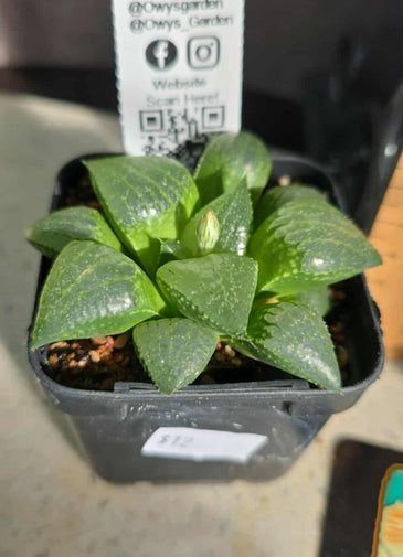 Haworthia sp. Hybrid 05