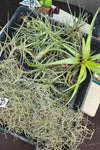 Tillandsia Mixed Species Starter Pack 03