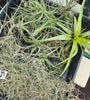 Tillandsia Mixed Species Starter Pack 03