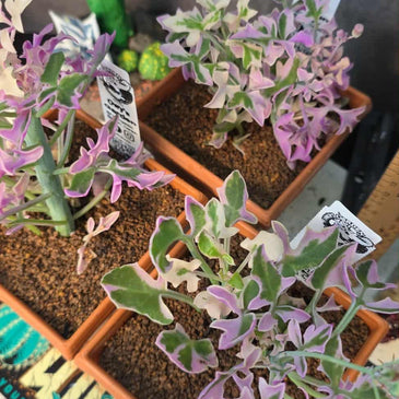 Senecio articulartis variegata