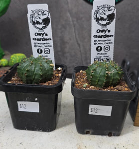 Euphorbia meloformis