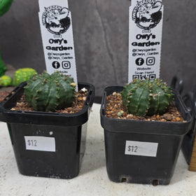 Euphorbia meloformis