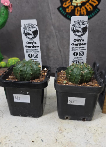 Euphorbia meloformis