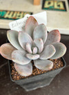 Echeveria sp