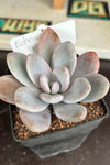 Echeveria sp
