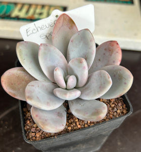 Echeveria sp