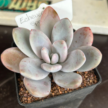 Echeveria sp