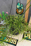 Rhipsalis cereuscula