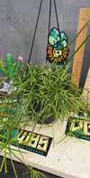Rhipsalis cereuscula