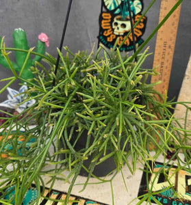 Rhipsalis cereuscula