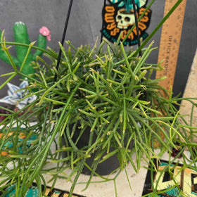 Rhipsalis cereuscula