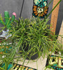 Rhipsalis cereuscula