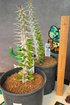 Alluaudia procera