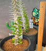 Alluaudia procera