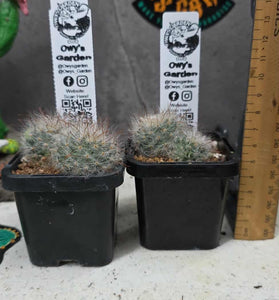 Mammillaria guelzowiana
