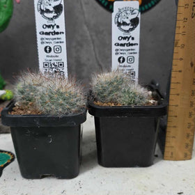 Mammillaria guelzowiana