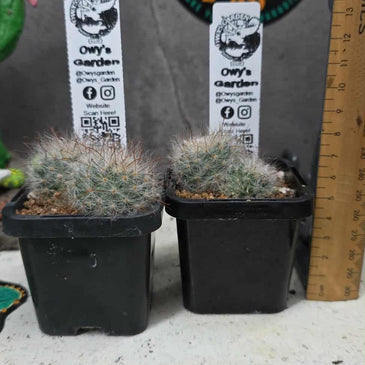 Mammillaria guelzowiana