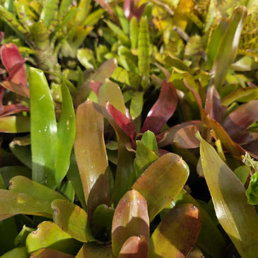 Neoregelia Lucky Dip – Bromeliad Surprise Pack (4 Plants)