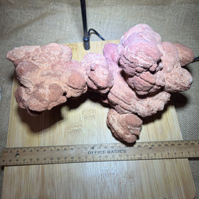 Stromatolite specimen