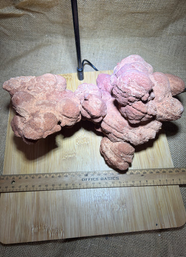 Stromatolite specimen