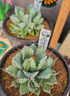 Agave potatorum 'Cubic'