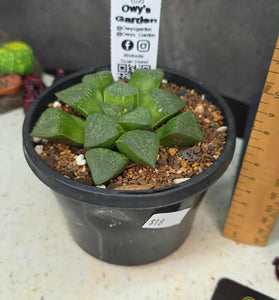 Haworthia sp. Hybrid 01