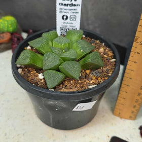 Haworthia sp. Hybrid 01