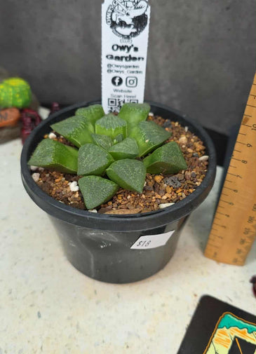 Haworthia sp. Hybrid 01