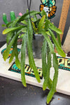 Rhipsalis monacantha