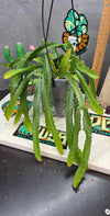 Rhipsalis monacantha