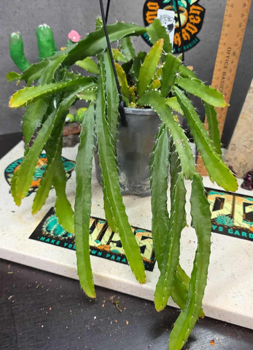 Rhipsalis monacantha