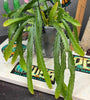 Rhipsalis monacantha